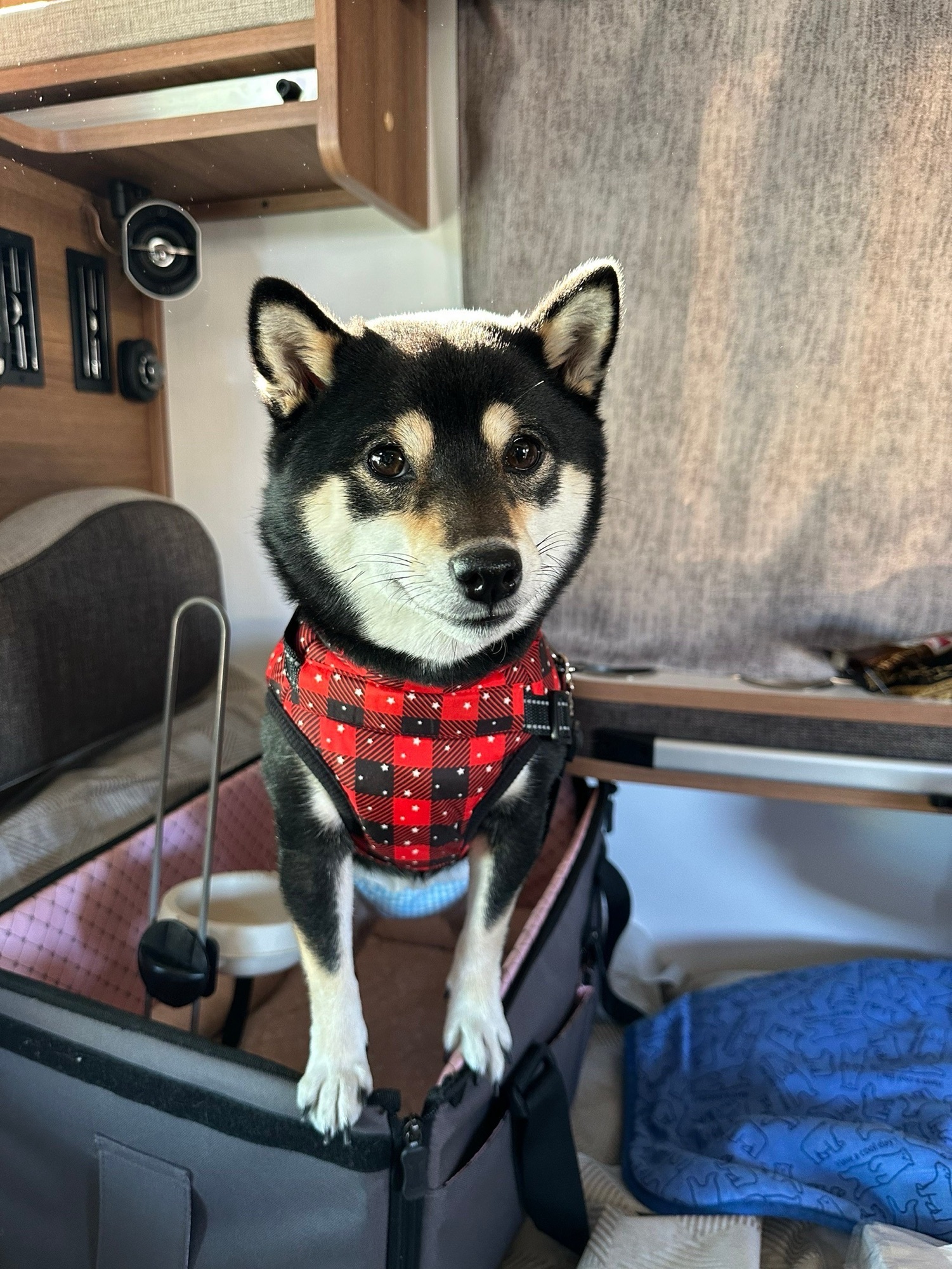 愛犬とキャンピングカー旅｜愛知Kanoa